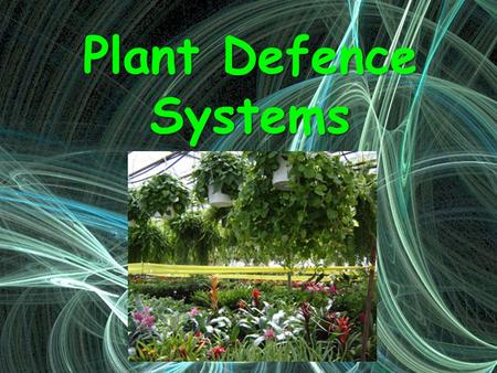 Plant Defence Systems. Plant Defence Systems Plants are sessile, i.e. they can’t move from place to place.Plants are sessile, i.e. they can’t move from.
