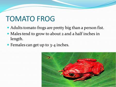 TOMATO FROG Adults tomato frogs are pretty big than a person fist. Males tend to grow to about 2 and a half inches in length. Females can get up to 3-4.