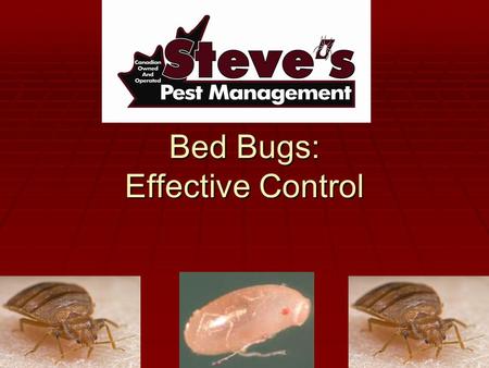Bed Bugs: Effective Control. Introduction  Steve Peltier has over 35 years experience in Pest Management  Steve’s Pest Management has completed over.