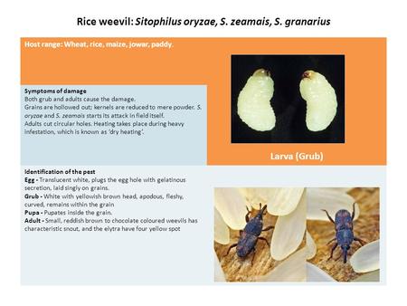 Rice weevil: Sitophilus oryzae, S. zeamais, S. granarius