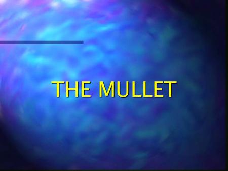 THE MULLET DEFINITION Mullet (mulit): a hairstyle, common among those of lower socioeconomic status, consisting of short, well groomed hair anteriorly.