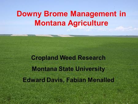 Downy Brome Management in Montana Agriculture Cropland Weed Research Montana State University Edward Davis, Fabian Menalled.