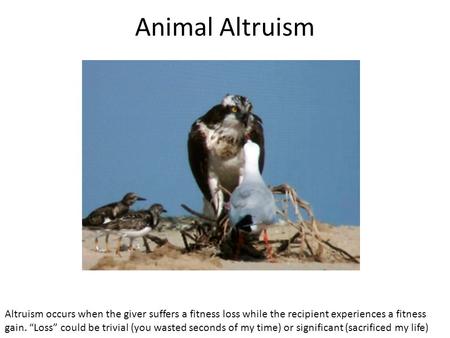 Animal Altruism Altruism occurs when the giver suffers a fitness loss while the recipient experiences a fitness gain. “Loss” could be trivial (you wasted.