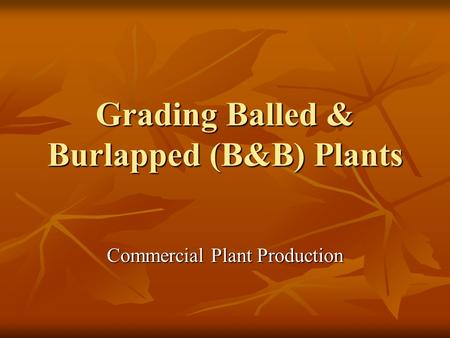 Grading Balled & Burlapped (B&B) Plants Commercial Plant Production.