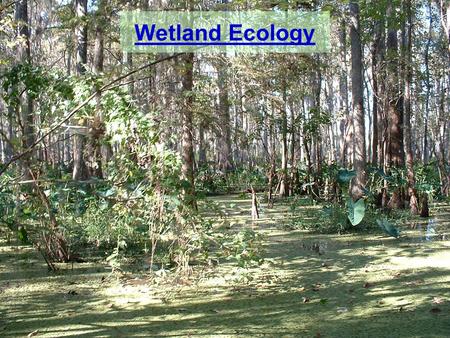 Wetland Ecology.