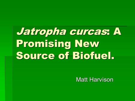 Jatropha curcas: A Promising New Source of Biofuel.