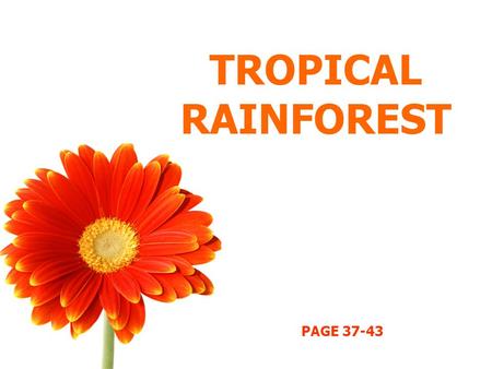 TROPICAL RAINFOREST PAGE 37-43. OBJECTIVES Describe and explain distribution of tropical rainforest. Describe the features of tropical rainforests. Describe.