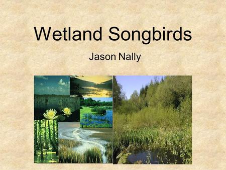 Wetland Songbirds Jason Nally. Wetland Habitats Used By Songbirds Wet Meadows Shallow Water Marshes Scrub/Shrub Wetlands Forested Wetlands.