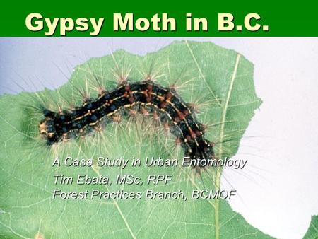 Gypsy Moth in B.C. A Case Study in Urban Entomology Tim Ebata, MSc, RPF Forest Practices Branch, BCMOF.
