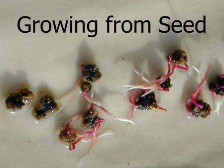 Growing from Seed. What is a seed?  matured ovule What is a fruit?  matured ovary What is the purpose of seeds?  variability of offspring  dispersal.