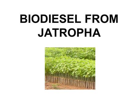 BIODIESEL FROM JATROPHA. Biofuels: How they stand in different countries - USA: To Reduce dependence on foreign oil Europe: To control greenhouse gas.