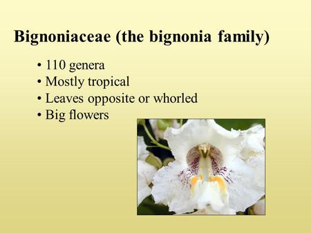 Bignoniaceae (the bignonia family)