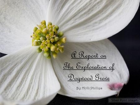 A Report on The Exploration of Dogwood Grove By: Holli Phillips.