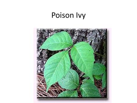 Poison Ivy. Poison oak has leaves that look like oak leaves, usually with three leaflets but sometimes up to seven leaflets per leaf group. It grows.
