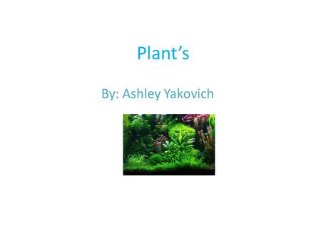 Plant’s By: Ashley Yakovich. Podocarpus Macrophyllus Yew- Pine Shrub/Conifer Native to Florida Full sun to part shade Medium water Small to medium size.
