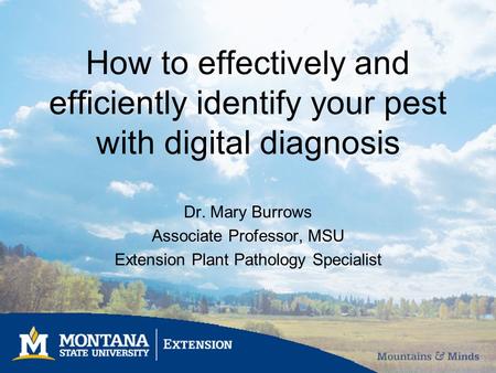 How to effectively and efficiently identify your pest with digital diagnosis Dr. Mary Burrows Associate Professor, MSU Extension Plant Pathology Specialist.