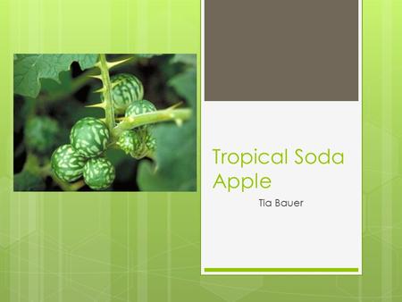 Tropical Soda Apple Tia Bauer. Tropical Soda Apple: Solanum viarum Duna  A perennial shrub  native to Brazil and Argentina  Has become a weed in other.