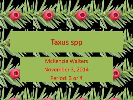 Taxus spp McKenzie Walters November 3, 2014 Period: 3 or 4.