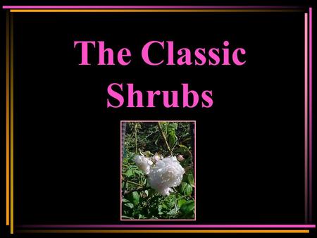 The Classic Shrubs. Written By Jolene Adams Consulting Rosarian Hayward, CA In Cooperation with the ARS Program Services Committee © Copyright 2011 Jolene.