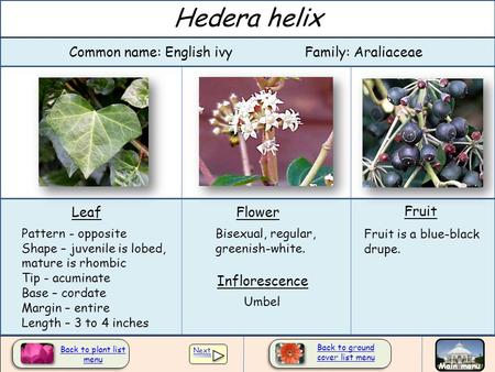 Hedera helix Common name: English ivy Family: Araliaceae Leaf Flower