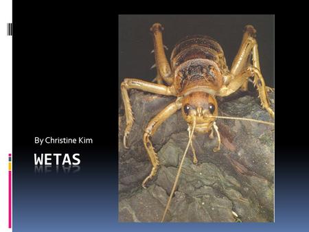 By Christine Kim. Habitat Weta are nocturnal and live in a variety of habitats including: pasture, shrub, forests, and caves. Weta excavate holes under.