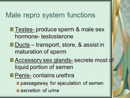 Male repro system functions