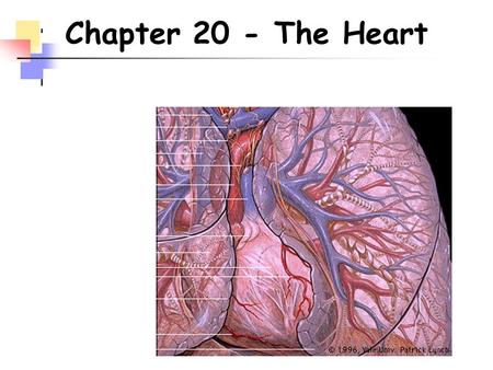 Chapter 20 - The Heart.