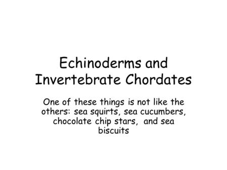 Echinoderms and Invertebrate Chordates One of these things is not like the others: sea squirts, sea cucumbers, chocolate chip stars, and sea biscuits.