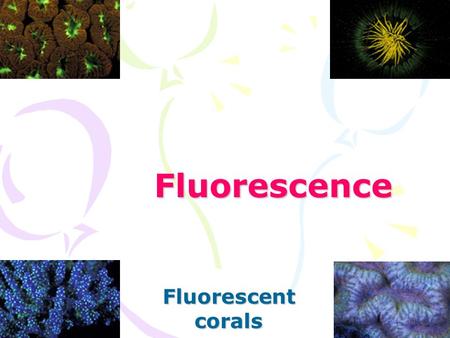 Fluorescence Fluorescent corals.