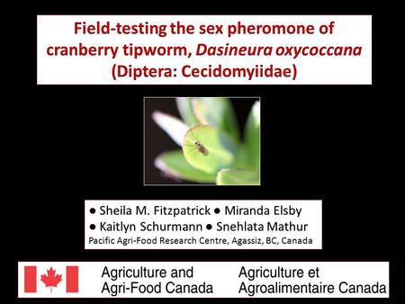 Field-testing the sex pheromone of