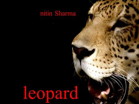 Leopard “”””””’’’’’’’’’’’’’’’’’’’’’’’’’’’’’’ nitin Sharma leopard.