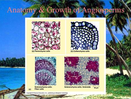 Anatomy & Growth of Angiosperms