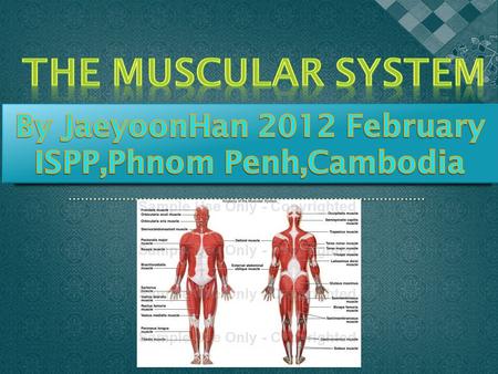 Smooth muscles Cardiac muscles Skeletal muscles.