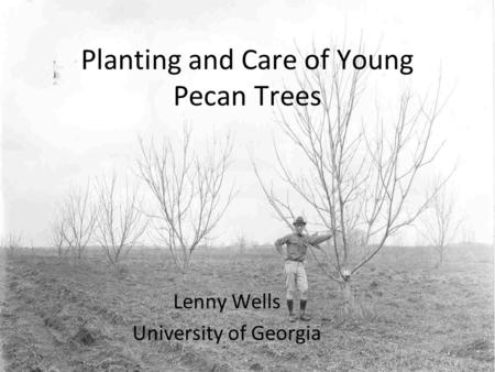 Planting and Care of Young Pecan Trees