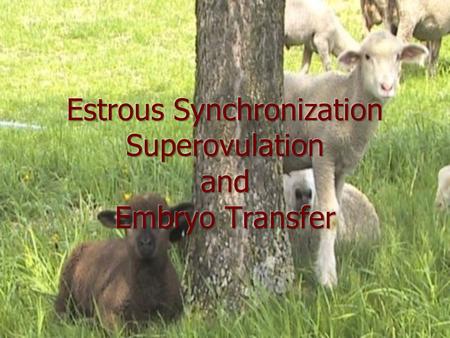 Estrous Synchronization A management technique that makes use of hormones to control or reschedule the estrous cycle A management technique that makes.