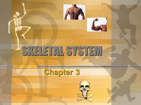 SKELETAL SYSTEM Chapter 3.