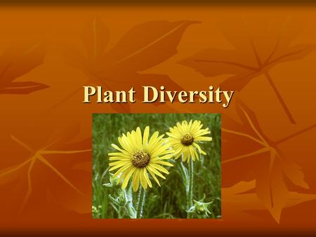 Plant Diversity. The Origin of Plants from Algae Plants evolved from algae. Plants evolved from algae. Oldest plant fossil is 475 millions years old!