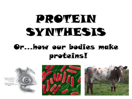 Or…how our bodies make proteins!