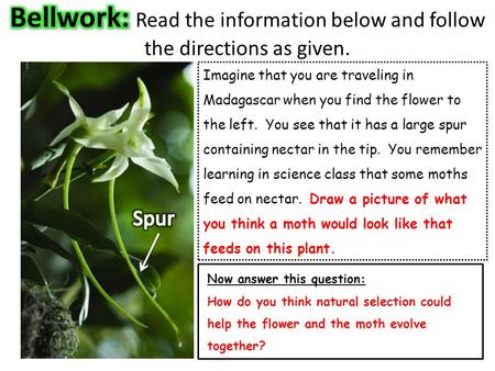 Bellwork: Read the information below and follow the directions as given. Imagine that you are traveling in Madagascar when you find the flower to the left.