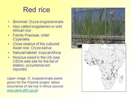 Red rice Binomial: Oryza longistaminata Also called longstamen or wild African rice Family Poaceae, order Cyperales Close relative of the cultured Asian.