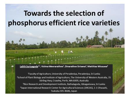 Towards the selection of phosphorus efficient rice varieties Lalith Suriyagoda 1,2, Vishna Weerarathne 1, Dinarathne Sirisena 3, Matthias Wissuwa 4 1 Faculty.