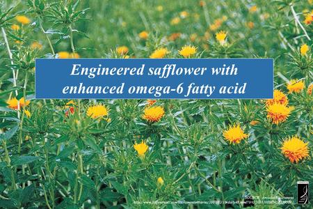 Engineered safflower with enhanced omega-6 fatty acid SOURCE: Arcadia Biosciences