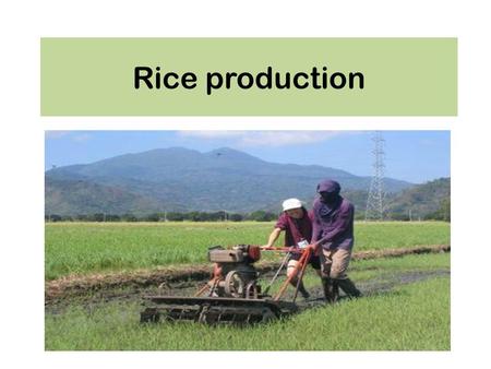 Rice production.