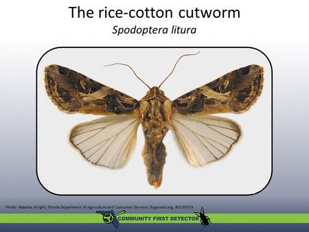 The rice-cotton cutworm Spodoptera litura