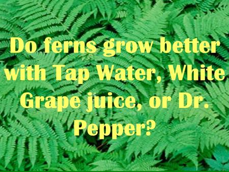 Do ferns grow better with Tap Water, White Grape juice, or Dr. Pepper?