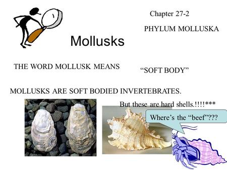 Mollusks Chapter 27-2 PHYLUM MOLLUSKA THE WORD MOLLUSK MEANS