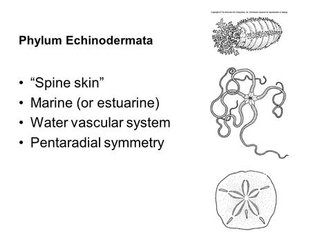 Phylum Echinodermata “Spine skin” Marine (or estuarine) Water vascular system Pentaradial symmetry.