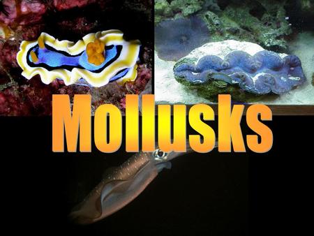 Mollusk Features Complete digestive system Bilateral symmetry Move on muscular foot 3 part body plan –A) Radula tongue-like organ to scrape food –B)