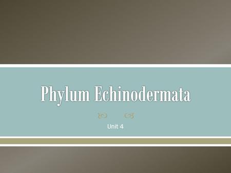 Phylum Echinodermata Unit 4.