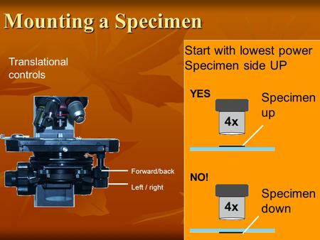 Translational controls Specimen up 4x Specimen down YES NO! Start with lowest power Specimen side UP Forward/back Left / right Mounting a Specimen.